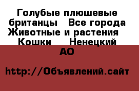 Голубые плюшевые британцы - Все города Животные и растения » Кошки   . Ненецкий АО